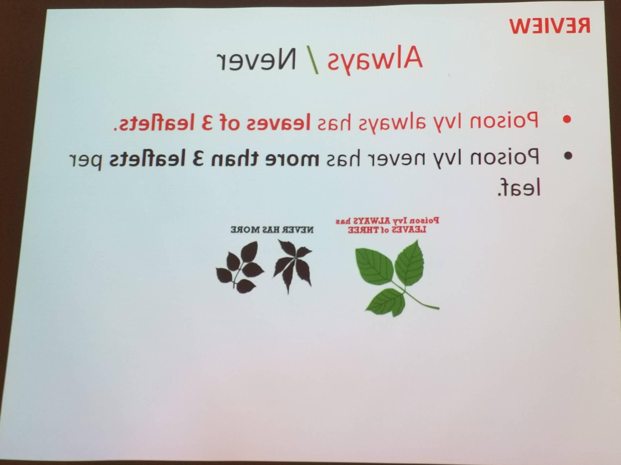 毒葛的叶子通常有3张小叶. 毒葛每片叶子的叶子从不超过3片.